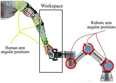 A Bio-Inspired Mechanism for Learning Robot Motion From Mirrored Human Demonstrations